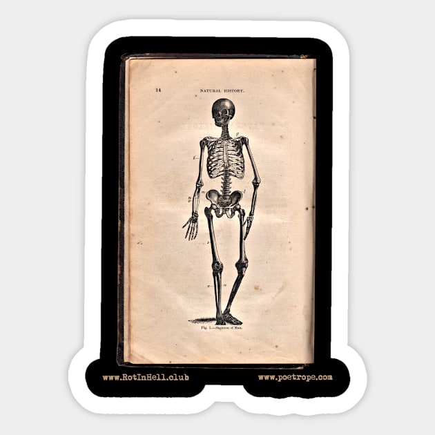 “HUMAN SKELETON” – HOOKER’S NATURAL HISTORY (1874) Sticker by Rot In Hell Club